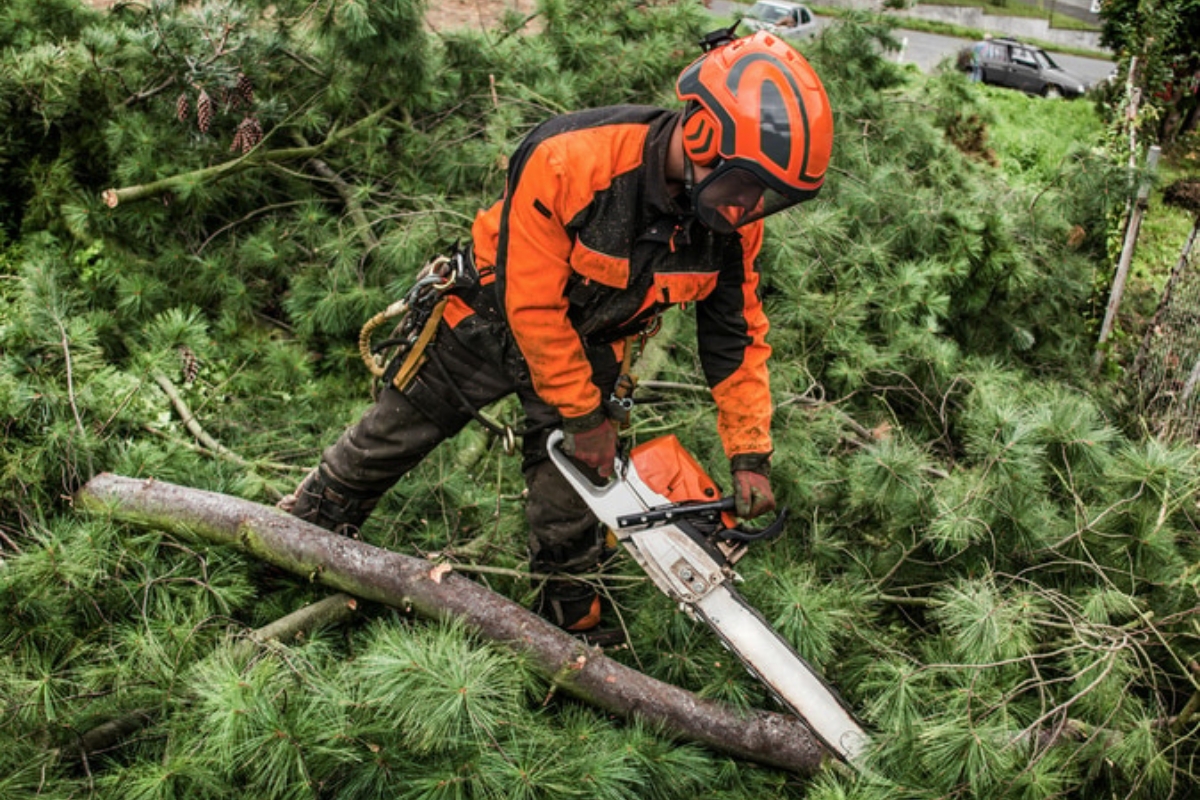 Tree dispute & Property Lines dispute in Springfield, MO